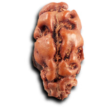 Load image into Gallery viewer, 1 Mukhi Rudraksha from Indonesia - Bead No.167