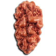 Load image into Gallery viewer, 1 Mukhi Rudraksha from Indonesia - Bead No.171