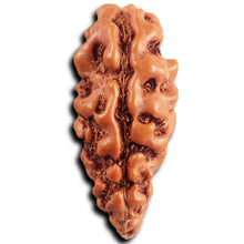 Load image into Gallery viewer, 1 Mukhi Rudraksha from Indonesia - Bead No.172