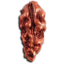 Load image into Gallery viewer, 1 Mukhi Rudraksha from Indonesia - Bead No.173