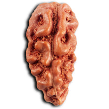 Load image into Gallery viewer, 1 Mukhi Rudraksha from Indonesia - Bead No.174