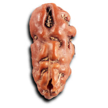 Load image into Gallery viewer, 1 Mukhi Rudraksha from Indonesia - Bead No.175