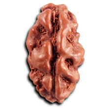 Load image into Gallery viewer, 1 Mukhi Rudraksha from Indonesia - Bead No.176
