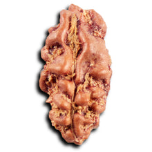 Load image into Gallery viewer, 1 Mukhi Rudraksha from Indonesia - Bead No.177