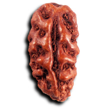 Load image into Gallery viewer, 1 Mukhi Rudraksha from Indonesia - Bead No.178