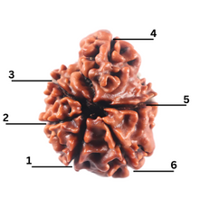Load image into Gallery viewer, 1 Mukhi Savar Rudraksha from Nepal - Bead No. 96