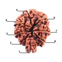 Load image into Gallery viewer, 1 Mukhi Savar Rudraksha from Nepal - Bead No. 91