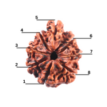 Load image into Gallery viewer, 1 Mukhi Savar Rudraksha from Nepal - Bead No. 91