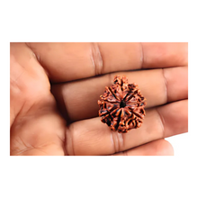 Load image into Gallery viewer, 1 Mukhi Savar Rudraksha from Nepal - Bead No. 91