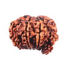 Load image into Gallery viewer, 1 Mukhi Savar Rudraksha from Nepal - Bead No. 91