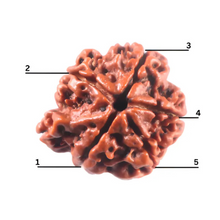 Load image into Gallery viewer, 1 Mukhi Savar Rudraksha from Nepal - Bead No. 92
