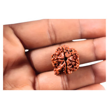 Load image into Gallery viewer, 1 Mukhi Savar Rudraksha from Nepal - Bead No. 92