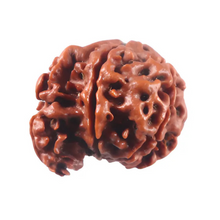 Load image into Gallery viewer, 1 Mukhi Savar Rudraksha from Nepal - Bead No. 92