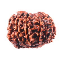 Load image into Gallery viewer, 1 Mukhi Savar Rudraksha from Nepal - Bead No. 94