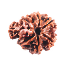 Load image into Gallery viewer, 1 Mukhi Savar Rudraksha from Nepal - Bead No. 95