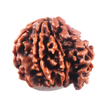 Load image into Gallery viewer, 1 Mukhi Savar Rudraksha from Nepal - Bead No. 95
