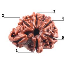 Load image into Gallery viewer, 1 Mukhi Savar Rudraksha from Nepal - Bead No. 96