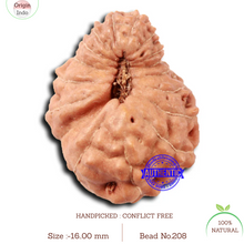 Load image into Gallery viewer, 17 Mukhi Rudraksha from Indonesia - Bead No. 208