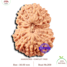 Load image into Gallery viewer, 17 Mukhi Rudraksha from Indonesia - Bead No. 209