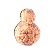 Load image into Gallery viewer, Indonesian Garbh Gauri Rudraksha - Bead No. 20