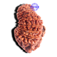 Load image into Gallery viewer, 20 Mukhi Nepalese Rudraksha - Bead No. 10
