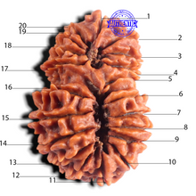 Load image into Gallery viewer, 20 Mukhi Gaurishankar Nepalese Rudraksha - Bead No 11