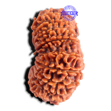 Load image into Gallery viewer, 20 Mukhi Gaurishankar Nepalese Rudraksha - Bead No 11