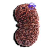 Load image into Gallery viewer, 20 Mukhi Nepalese Rudraksha - Bead No 12