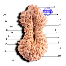 Load image into Gallery viewer, 20 Mukhi Indonesian Rudraksha - Bead 40