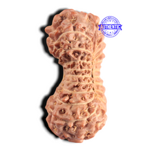 Load image into Gallery viewer, 20 Mukhi Indonesian Rudraksha - Bead 40