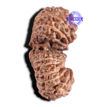 Load image into Gallery viewer, 20 Mukhi Indonesian Gaurishankar Rudraksha - Bead 82