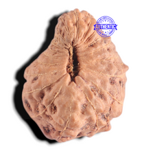Load image into Gallery viewer, 20 Mukhi Indonesian Rudraksha - Bead 91