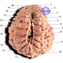 Load image into Gallery viewer, 20 Mukhi Indonesian Rudraksha - Bead 99