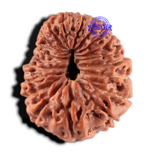 Load image into Gallery viewer, 20 Mukhi Indonesian Rudraksha - Bead 99