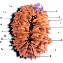 Load image into Gallery viewer, 20 Mukhi Nepalese Rudraksha - Bead No. 13