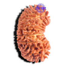 Load image into Gallery viewer, 20 Mukhi Nepalese Rudraksha - Bead No. 13