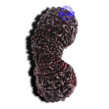 Load image into Gallery viewer, 20 Mukhi Nepalese Rudraksha - Bead No. 1