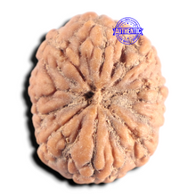 Load image into Gallery viewer, 10 Mukhi Rudraksha from Indonesia - Bead No. 20
