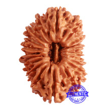Load image into Gallery viewer, 20 Mukhi Nepalese Ganesha Rudraksha - Bead No 6