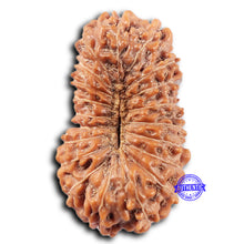 Load image into Gallery viewer, 20 Mukhi Indonesian Rudraksha - Bead 100