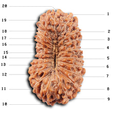 Load image into Gallery viewer, 20 Mukhi Indonesian Rudraksha - Bead 100