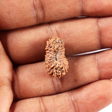 Load image into Gallery viewer, 20 Mukhi Indonesian Rudraksha - Bead 100