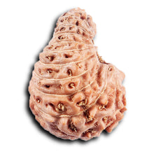 Load image into Gallery viewer, 20 Mukhi Indonesian Rudraksha - Bead 102