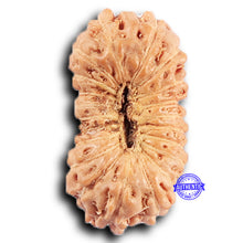 Load image into Gallery viewer, 20 Mukhi Indonesian Rudraksha - Bead 106