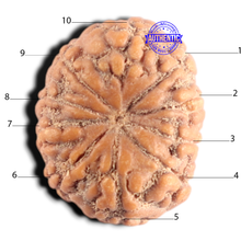 Load image into Gallery viewer, 10 Mukhi Rudraksha from Indonesia - Bead No. 20