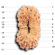 Load image into Gallery viewer, 20 Mukhi Indonesian Rudraksha - Bead 106
