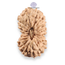 Load image into Gallery viewer, 20 Mukhi Indonesian Rudraksha - Bead 109