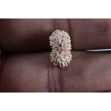 Load image into Gallery viewer, 20 Mukhi Indonesian Rudraksha - Bead 109