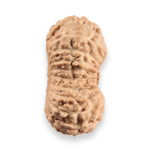 Load image into Gallery viewer, 20 Mukhi Indonesian Rudraksha - Bead 109