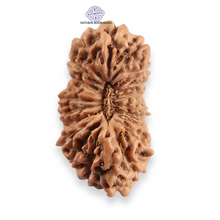 Load image into Gallery viewer, 20 Mukhi Indonesian Rudraksha - Bead 110